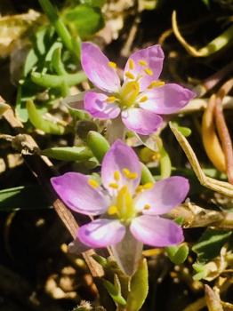 Spergularia media (L.) C.Presl ?<br/>Dobrogea de Sud, 22 Aug 2020 © Mihai Ionescu - all rights reserved